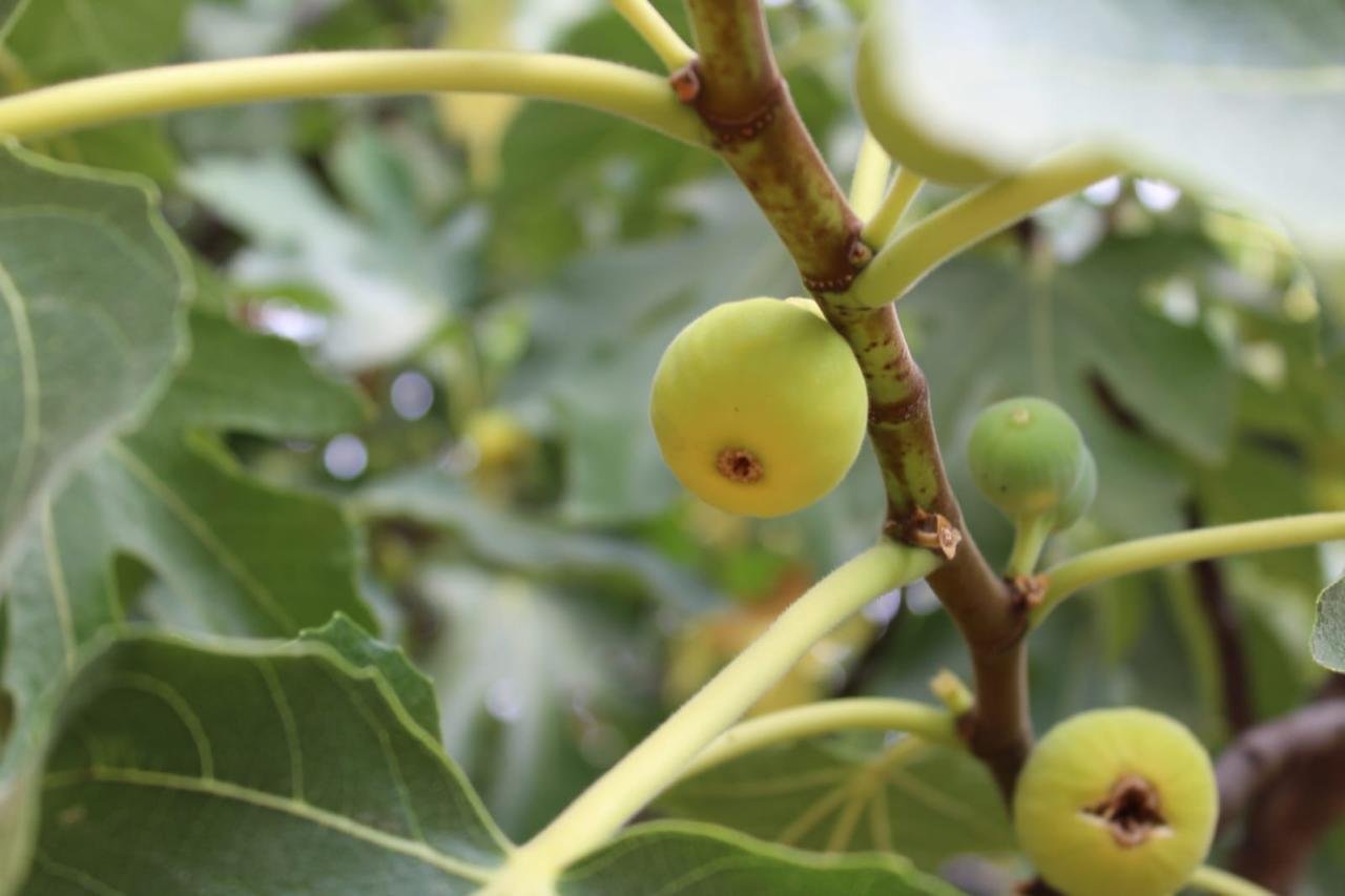 Figs Lebanon